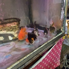 三色オランダとローズテールオランダ最高