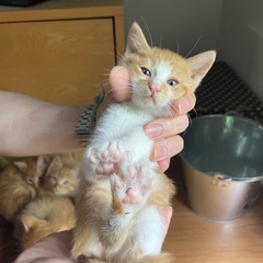 子猫里親募集中②