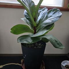 柏葉ゴムの木