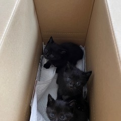 黒猫　３頭　生後1ヶ月くらい