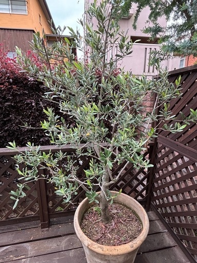 特大サイズ オリーブの木　サイズ170-180㎝