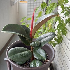ゴムの木