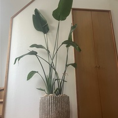 大型　オーガスタ　鉢付き