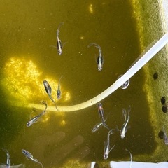 現物　藤煌き　メダカの画像