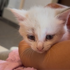 白猫1匹 メス 里親募集  - 猫