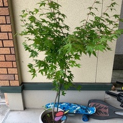 【受け渡しする方決まりました】
ヤマモミジの苗