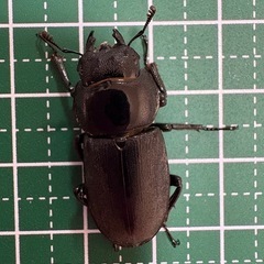 【即ブリ】コクワガタ♀（28.7mm）