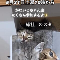 保護猫譲渡会