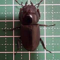 【即ブリ】コクワガタ♀（29.0mm）
