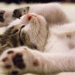 動物好きペット飼い主の人達お話しませんか？