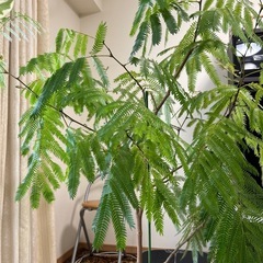 観葉植物 エバーフレッシュの画像