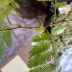 観葉植物 エバーフレッシュの画像