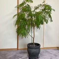 観葉植物 エバーフレッシュの画像