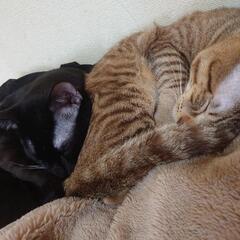里親募集してます🥰 - 猫