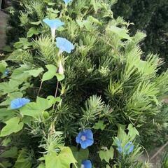 朝顔の双葉5個入 1ポットの画像