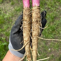 サラダごぼう【栽培期間中農薬不使用】