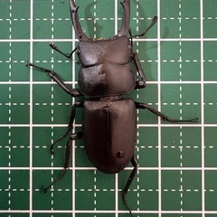 【即ブリ】コクワガタ♂（42.0mm）