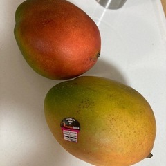 マンゴーの苗木　　一鉢の画像