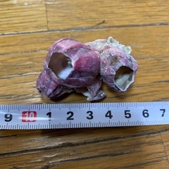 フジツボ の画像