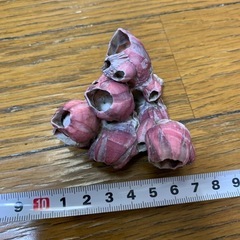 フジツボ の画像