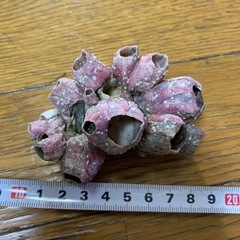 フジツボ の画像