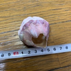 フジツボ の画像