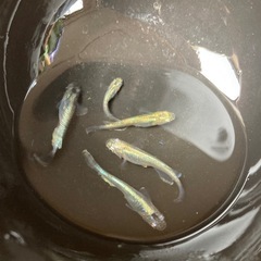 輝柳メダカ　5匹　#4の画像