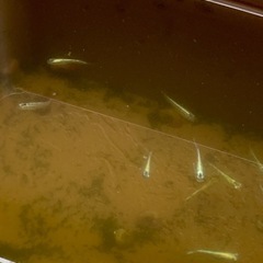 輝柳メダカ　5匹　#4の画像