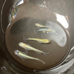 輝柳メダカ　5匹　#4の画像
