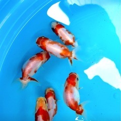 らんちゅう　桜錦稚魚