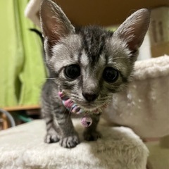 人懐っこい可愛いきょうだいです💓 - 猫