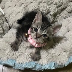 人懐っこい可愛いきょうだいです💓 - 中津市