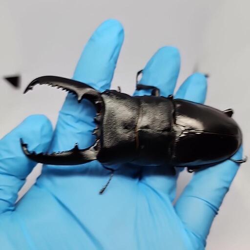 パラワンオオヒラタクワガタ♂️105mmUP単品