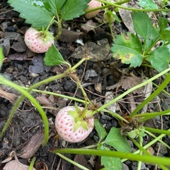 白イチゴ
の画像