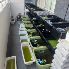 メダカ色々居ます