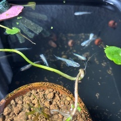 ブルースターダストの卵