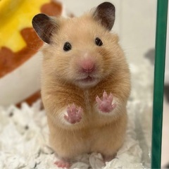 キンクマ