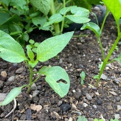 甘長唐辛子の画像