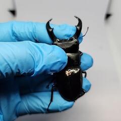 トクノシマヒラタクワガタ♂️66mmB品♀️フリーサイズですので