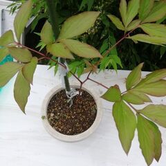 芍薬