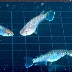 メダカ　　マルギナータコブラ　メスのみ
