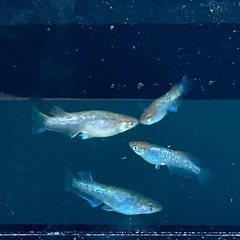 メダカ　　マルギナータコブラ　メスのみの画像