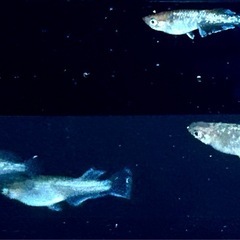 メダカ　　マルギナータコブラ　メスのみの画像
