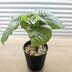 ランキングキーワードに紐づく投稿画像-観葉植物