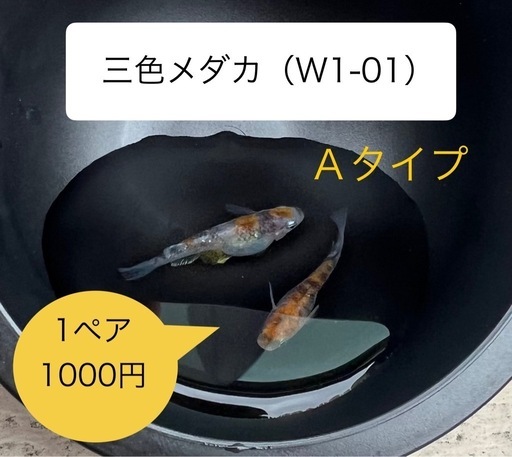 メダカ書籍 | 株式会社ピーシーズ