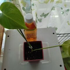観葉植物　の画像