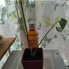観葉植物　の画像