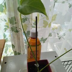 観葉植物　の画像
