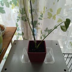 観葉植物　