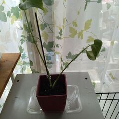 観葉植物　の画像